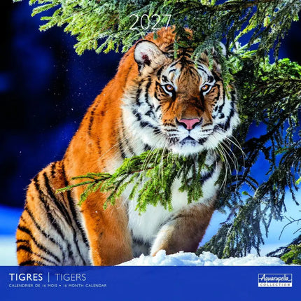 Aquarupella Tijger Kalender 2027
