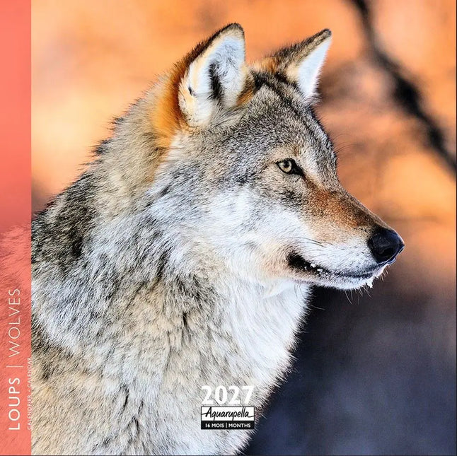Aquarupella Wolven Kalender 2027 Mini