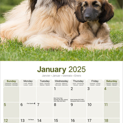 Avonside Afghaanse Windhond Kalender 2025