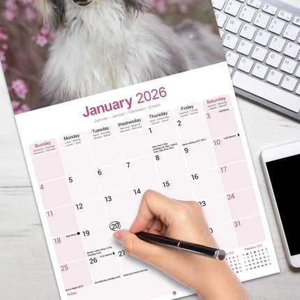 Avonside Afghaanse Windhond Kalender 2026