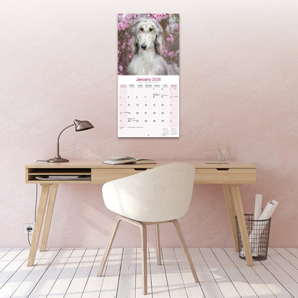 Avonside Afghaanse Windhond Kalender 2026