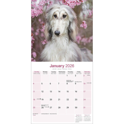 Avonside Afghaanse Windhond Kalender 2026