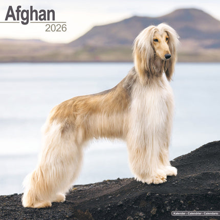 Avonside Afghaanse Windhond Kalender 2026