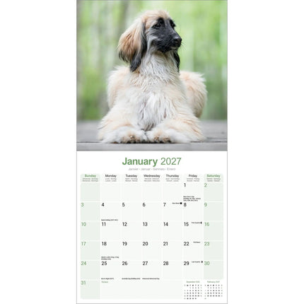 Avonside Afghaanse Windhond Kalender 2027