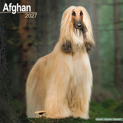 Avonside Afghaanse Windhond Kalender 2027