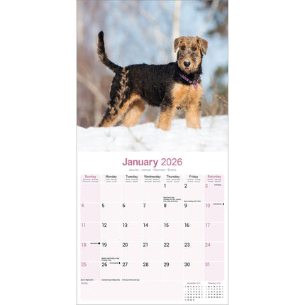 Avonside Airedale Terrier Kalender 2026