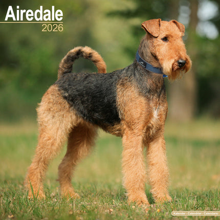 Avonside Airedale Terrier Kalender 2026