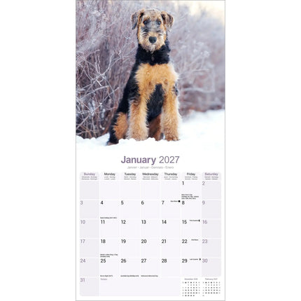 Avonside Airedale Terrier Kalender 2027