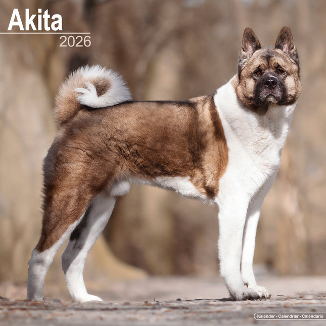 Avonside Akita Kalender 2026