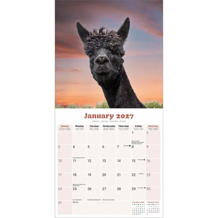 Avonside Alpaca Kalender 2027
