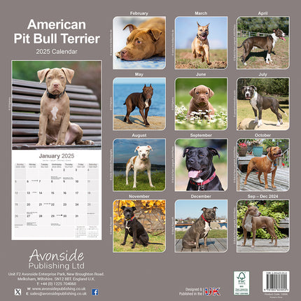 Avonside American Pit Bull Terrier Kalender 2025
