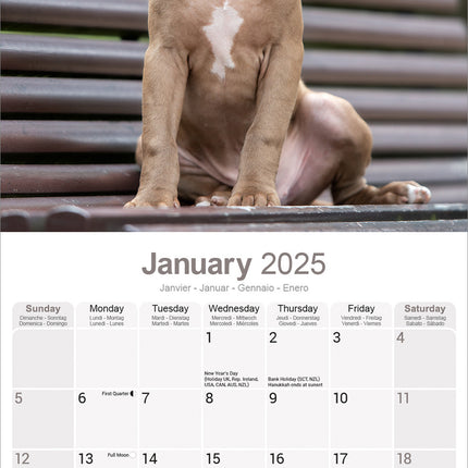 Avonside American Pit Bull Terrier Kalender 2025