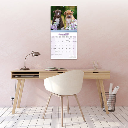 Avonside American Pit Bull Terrier Kalender 2026