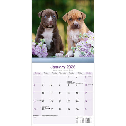 Avonside American Pit Bull Terrier Kalender 2026