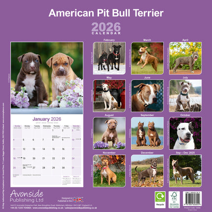 Avonside American Pit Bull Terrier Kalender 2026