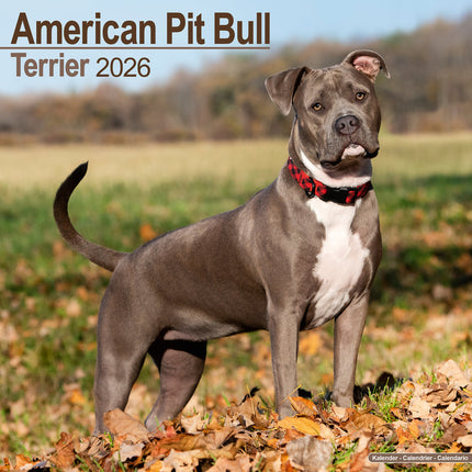 Avonside American Pit Bull Terrier Kalender 2026