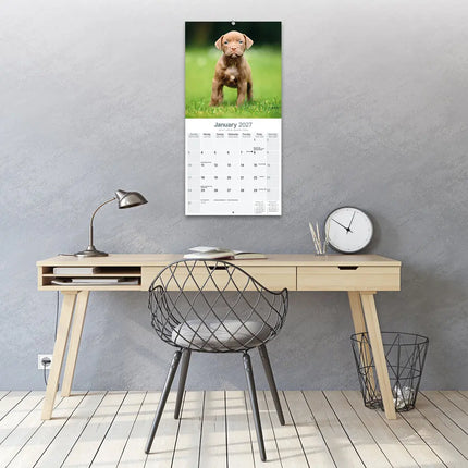 Avonside American Pit Bull Terrier Kalender 2027