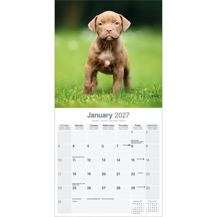 Avonside American Pit Bull Terrier Kalender 2027