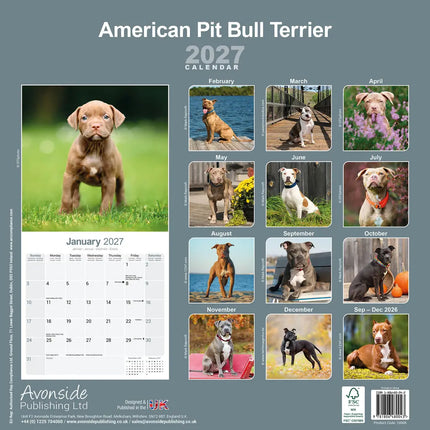 Avonside American Pit Bull Terrier Kalender 2027