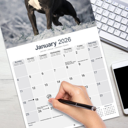 Avonside American Staffordshire Terrier Kalender 2026