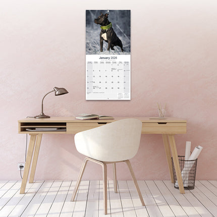 Avonside American Staffordshire Terrier Kalender 2026