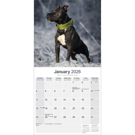 Avonside American Staffordshire Terrier Kalender 2026