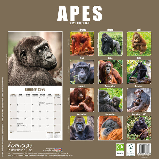 Avonside Apen Kalender 2026