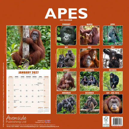 Avonside Apen Kalender 2027