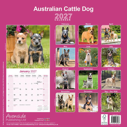 Avonside Australian Cattle Dog Kalender 2027