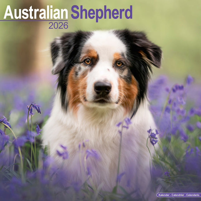 Avonside Australian Shepherd Kalender 2026