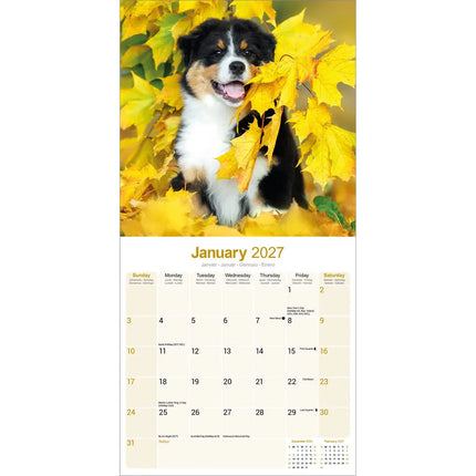 Avonside Australian Shepherd Kalender 2027