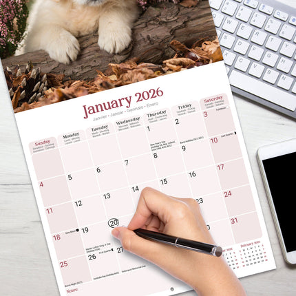 Avonside Baby Animals Kalender 2026