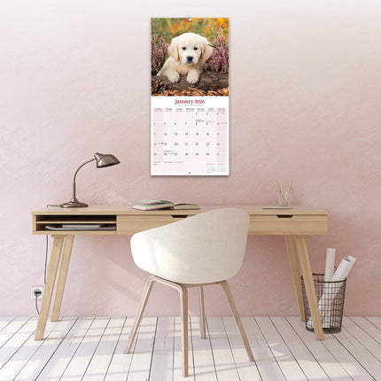 Avonside Baby Animals Kalender 2026