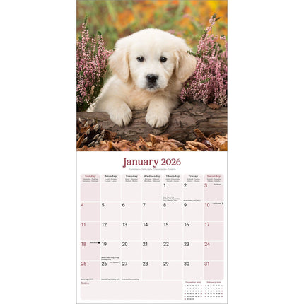 Avonside Baby Animals Kalender 2026