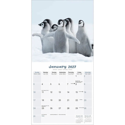 Avonside Baby Animals Kalender 2027