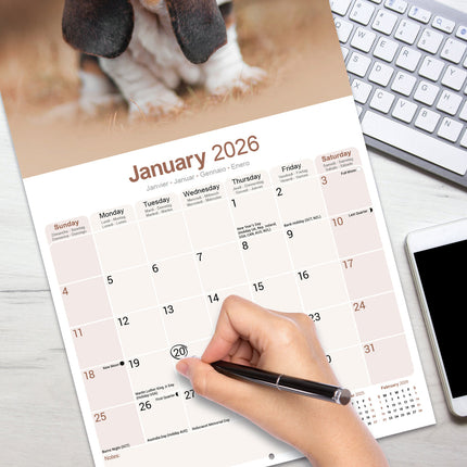 Avonside Basset Hound Kalender 2026