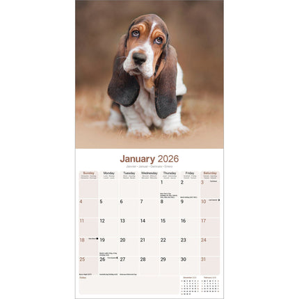 Avonside Basset Hound Kalender 2026