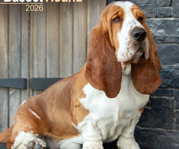 Basset Hound Calendar 2026 Order online easily