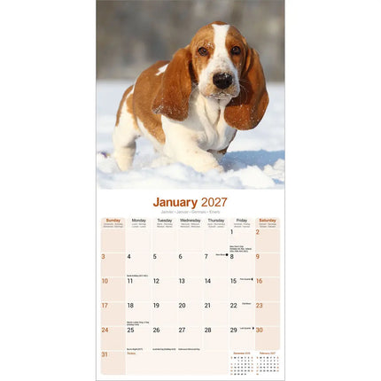 Avonside Basset Hound Kalender 2027