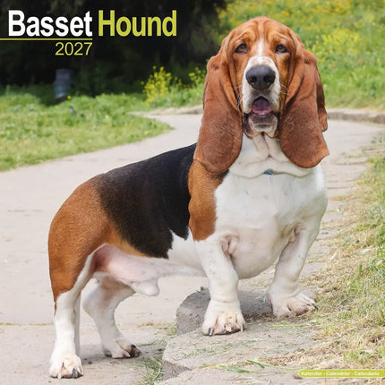 Avonside Basset Hound Kalender 2027