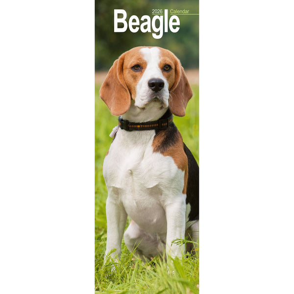 Avonside Beagle Kalender 2026 Slimline