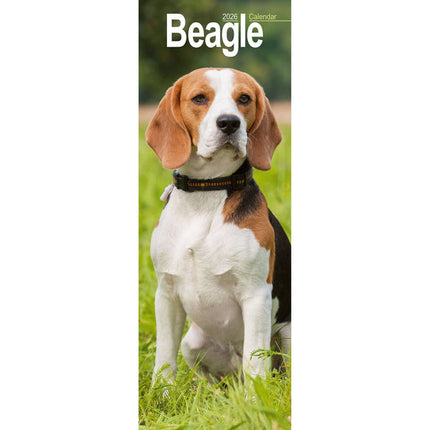 Avonside Beagle Kalender 2026 Slimline