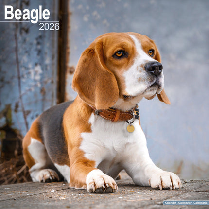 Avonside Beagle Kalender 2027