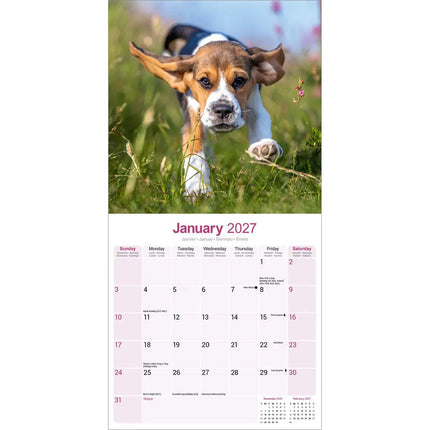 Avonside Beagle Kalender 2027