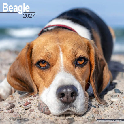 Avonside Beagle Kalender 2027