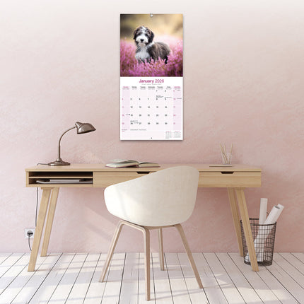 Avonside Bearded Collie Kalender 2026