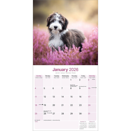 Avonside Bearded Collie Kalender 2026