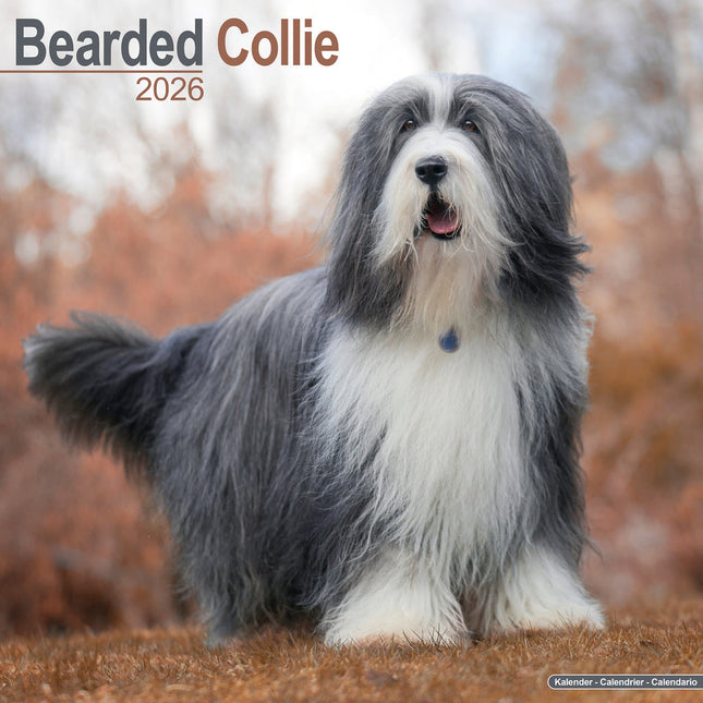 Avonside Bearded Collie Kalender 2026