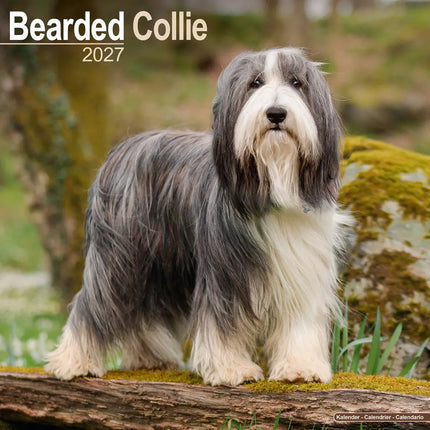 Avonside Bearded Collie Kalender 2027