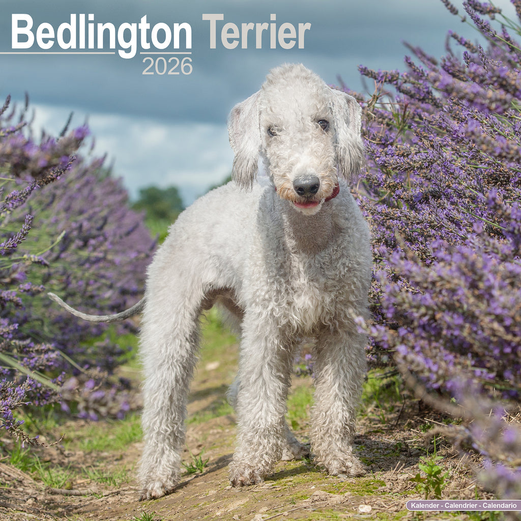 Bedlington Terrier Calendar 2025 Buy? Simply order online